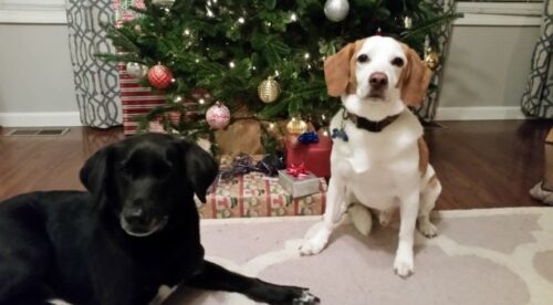 Nicus Employee Dogs Under Christmas Tree
